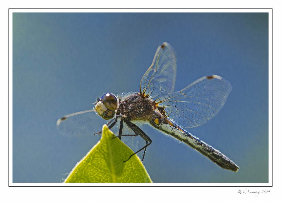 dragonfly 9.jpg